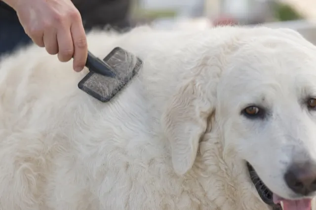 Dichtes gewelltes Fell eines Kuvasz wird gebürstet