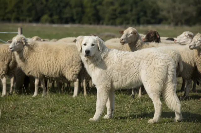 Kuvasz bewacht eine Schafherde auf einer Weide