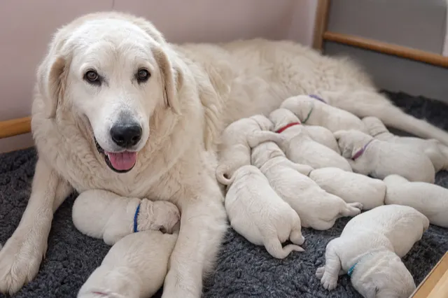 Kuvasz-Hündin mit Welpenwurf in sauberer Wurfkiste